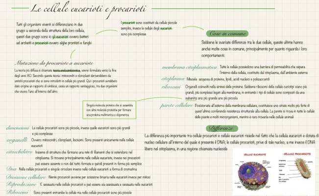 Differenze tra Cellula Eucariote e Procariote - PDF e Schema Semplice