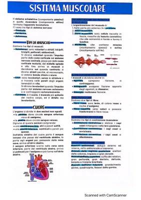 Muscoli del Corpo Umano: Riassunto Completo