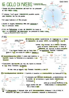 Ciclo di Krebs: Spiegazione Semplice e Divertente per Bambini