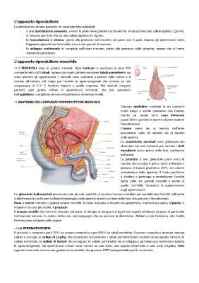 Riassunto dell'apparato riproduttore maschile e femminile: schema e spiegazioni