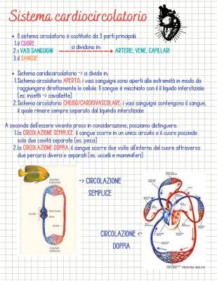 Scopri il Sistema Circolatorio: Chiuso e Aperto, Cuore e Circolazione