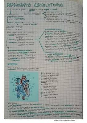 Apparato Cardiocircolatorio: Riassunto e Schemi per Scuola Media e Primaria