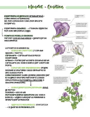 Le leggi di Mendel: Schema Facile e Riassunto per Bambini