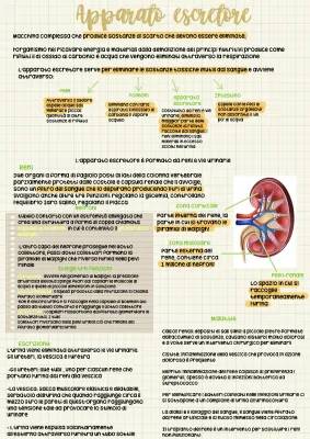 Riassunto sull'Apparato Escretore: PDF, Schema, Organi, Malattie