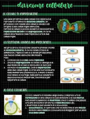 La divisione cellulare: fasi, schema e differenze con la mitosi