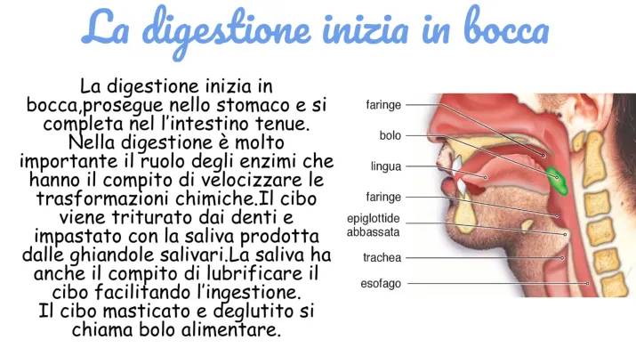 Schema e Riassunto Semplificato dell'Apparato Digerente: Il Percorso del Cibo dalla Bocca all'Ano