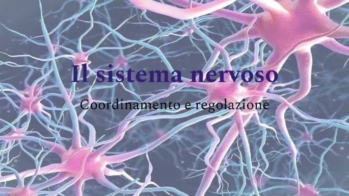 Sistema Nervoso: Facile Spiegazione e Schemi del Centrale e Periferico