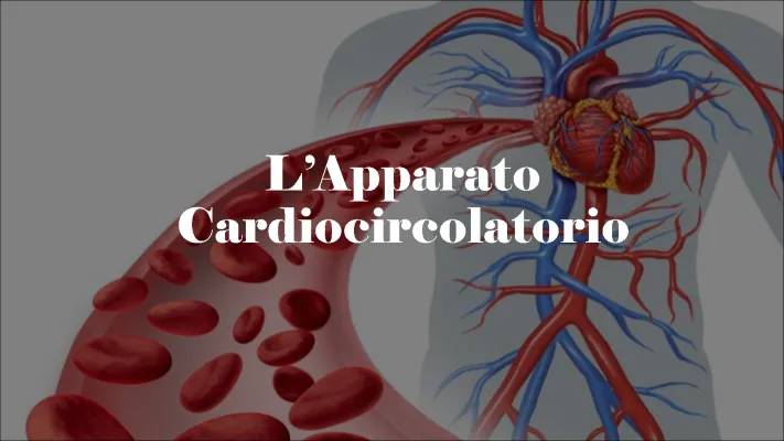 Apparato Cardiocircolatorio: Riassunto Semplice e Schema