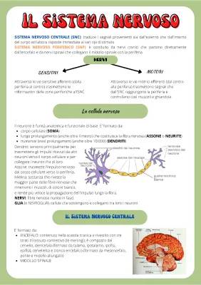 Scopri il Sistema Nervoso Centrale e Periferico: Schema e Struttura del Neurone!