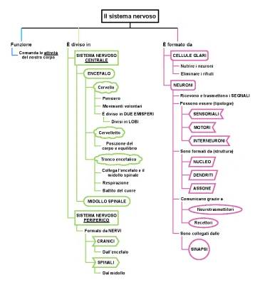 Sistema Nervoso Spiegazione Facile: Riassunto e Schema per la Terza Media