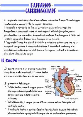 Il cuore e l'apparato cardiocircolatorio: schema e riassunto