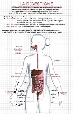 Apparato Digerente: Schema, Riassunto e Fasi della Digestione