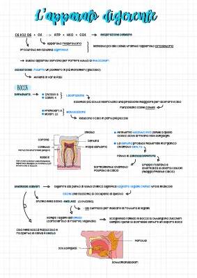 Apparato digerente: Schema, Riassunto e Funzioni per Bambini