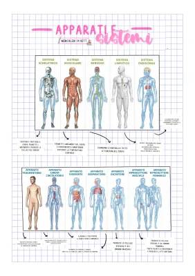 Discover the Amazing Human Skeleton and Muscles