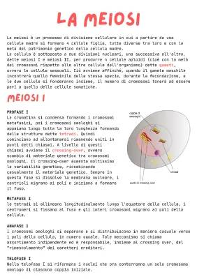 Meiosi Spiegazione Semplice: Meiosi 1 e 2, Fasi e Schema