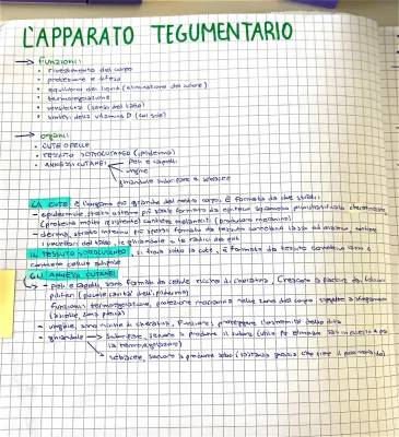 Apparato Tegumentario Facile: Schema e Riassunto per Scuola Media