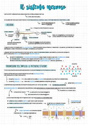 Schema del Sistema Nervoso Centrale e Periferico: Tutto quello che devi sapere