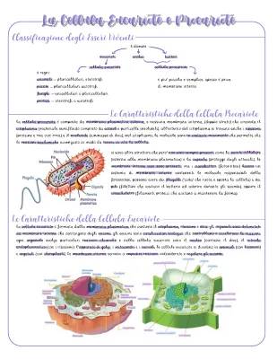 Differenze Tra Cellula Eucariote e Procariote per Bambini - PDF e Schema Facile