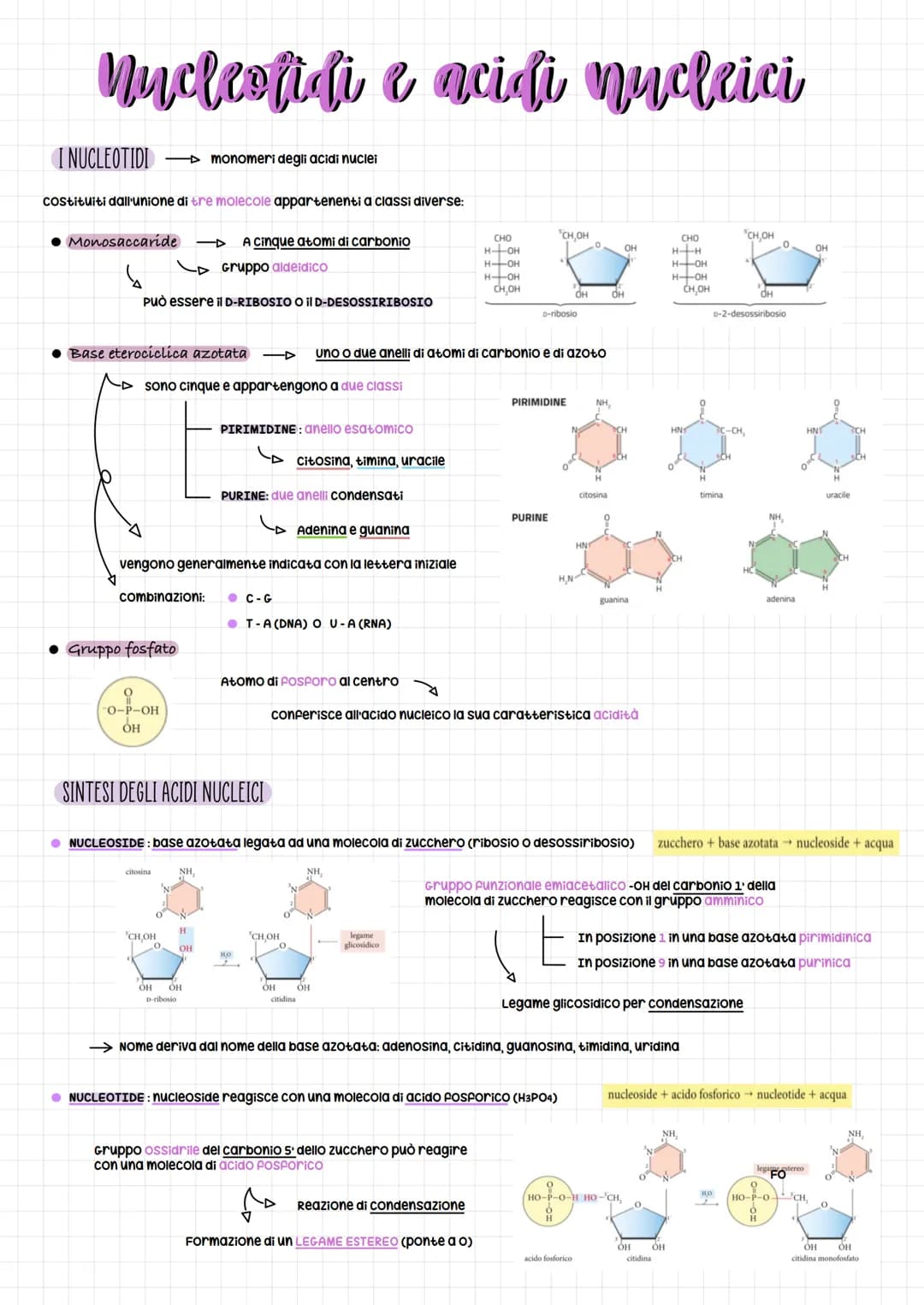 Nucleofidi e acidi nucleici
I NUCLEOTIDI
costituiti dall'unione di tre molecole appartenenti a classi diverse:
• Monosaccaríde
A Cinque atom