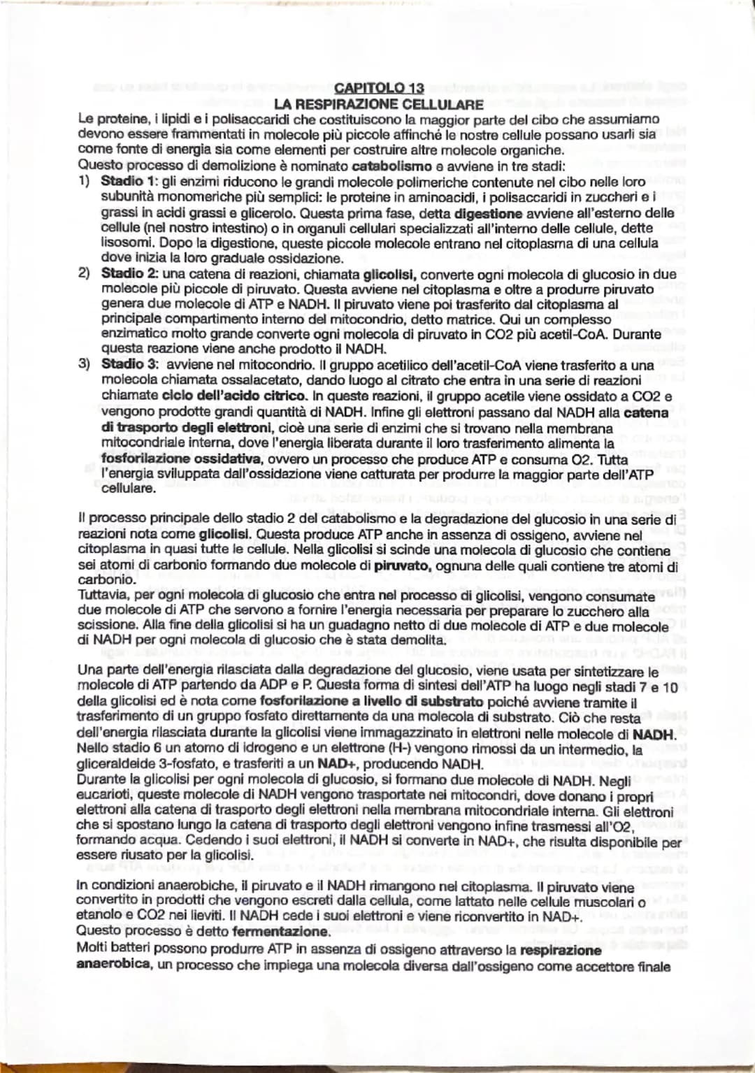 # CAPITOLO 13
LA RESPIRAZIONE CELLULARE

Le proteine, i lipidi e i polisaccaridi che costituiscono la maggior parte del cibo che assumiamo
d
