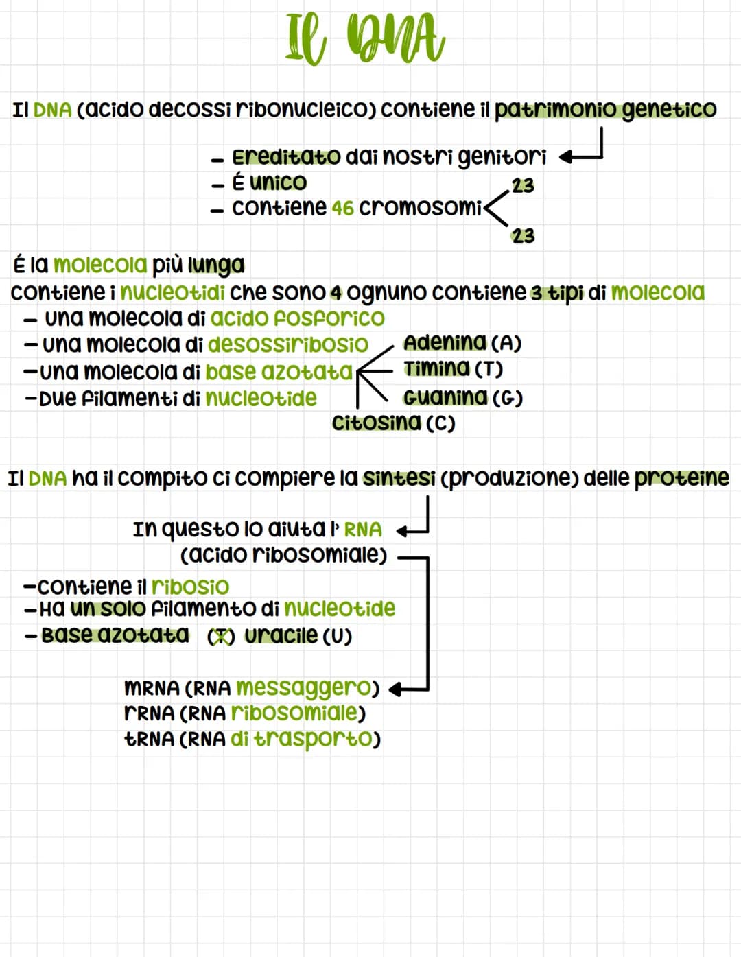 Il QNA
Il DNA (acido decossi ribonucleico) contiene il patrimonio genetico
J
- Ereditato dai nostri genitori
- É unico
.23
- contiene 46 cro