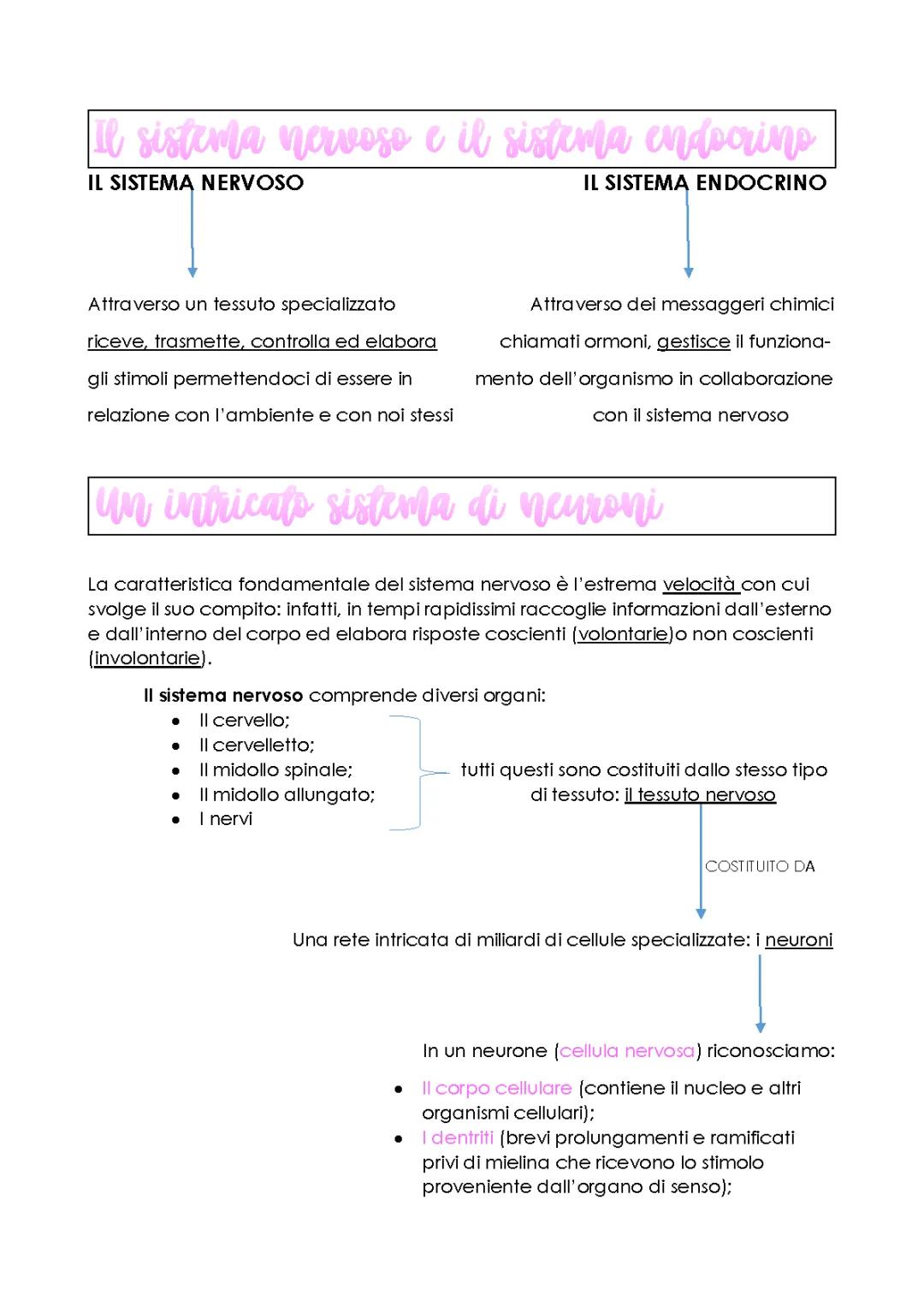 Il sistema nervoso