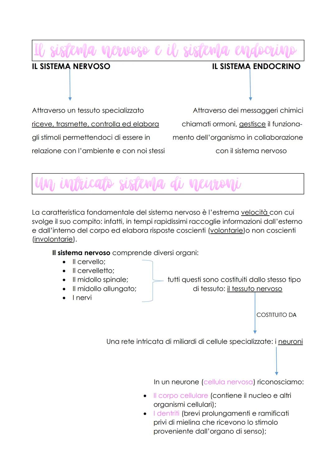 Il sistema nervoso e il sistema endocrino
IL SISTEMA NERVOSO
IL SISTEMA ENDOCRINO
Attraverso un tessuto specializzato
riceve, trasmette, con