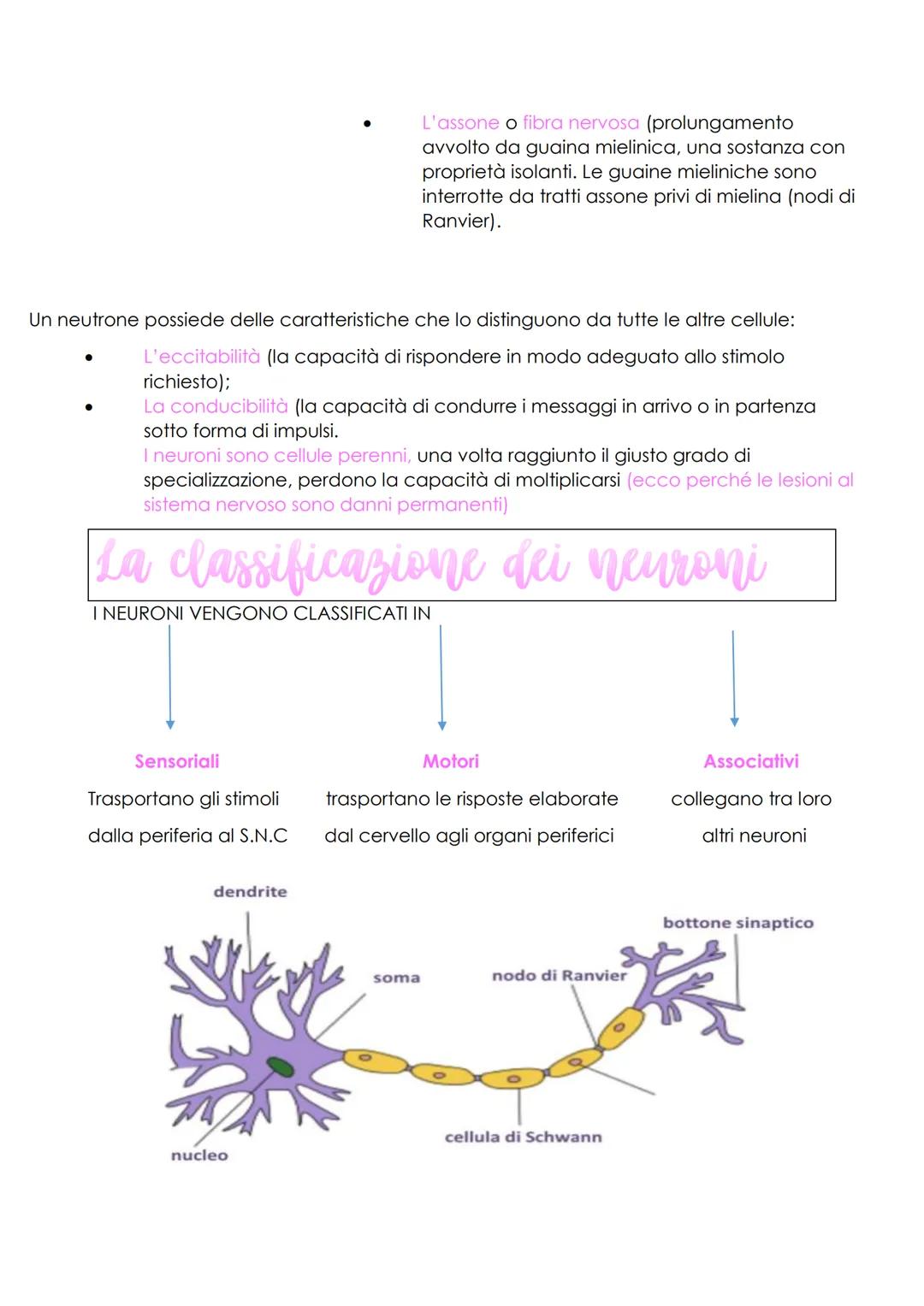 Il sistema nervoso e il sistema endocrino
IL SISTEMA NERVOSO
IL SISTEMA ENDOCRINO
Attraverso un tessuto specializzato
riceve, trasmette, con