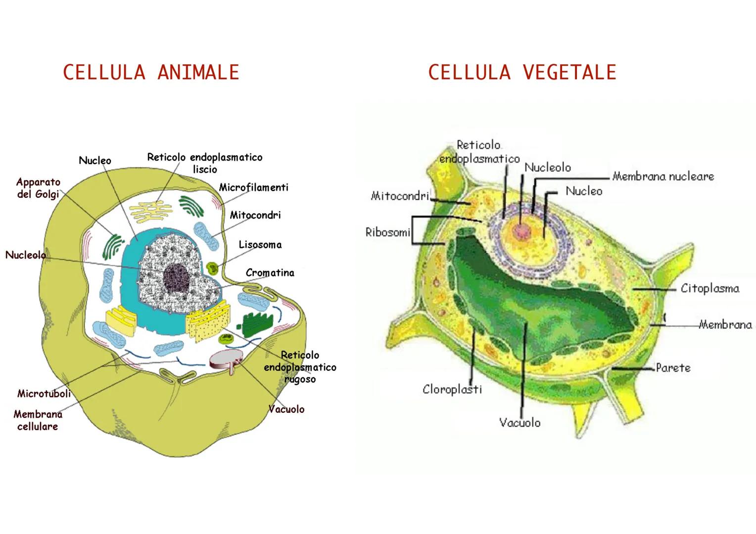 CELLULA PROCARIOTE
È sprovvista di nucleo
Ha dimensioni molto piccole grazie alle quali può
riprodursi velocemente ed è relativamente sempli