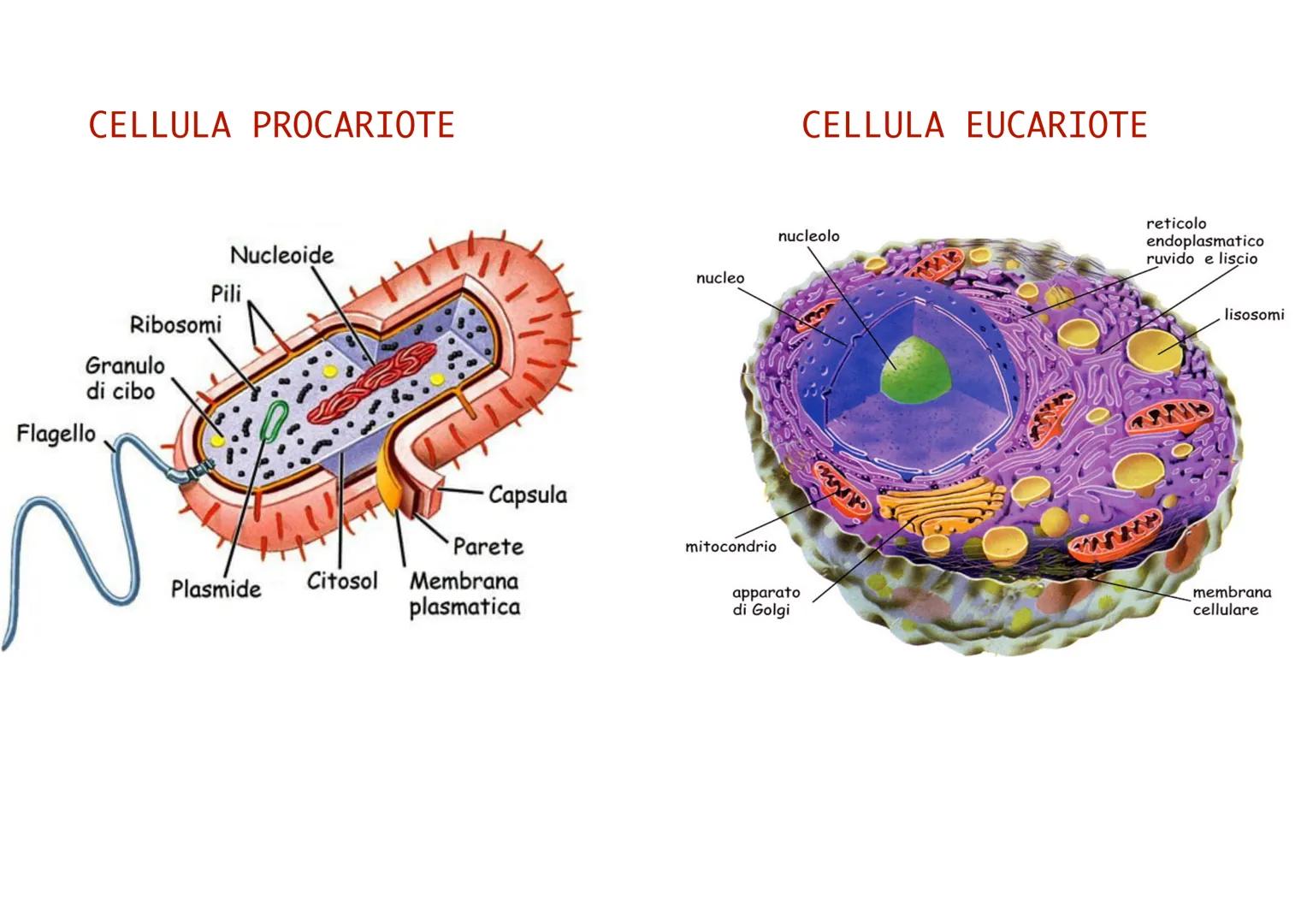 CELLULA PROCARIOTE
È sprovvista di nucleo
Ha dimensioni molto piccole grazie alle quali può
riprodursi velocemente ed è relativamente sempli