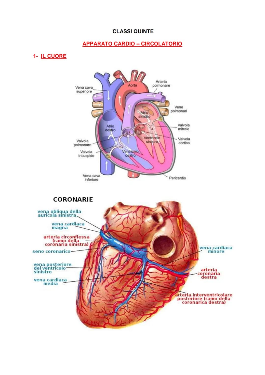 1- IL CUORE
CLASSI QUINTE
APPARATO CARDIO - CIRCOLATORIO
Vena cava
superiore
vena obliqua della
auricola sinistra.
seno coronarico-
Valvola
