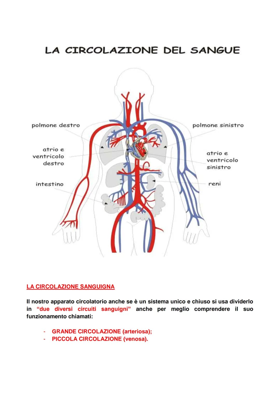 1- IL CUORE
CLASSI QUINTE
APPARATO CARDIO - CIRCOLATORIO
Vena cava
superiore
vena obliqua della
auricola sinistra.
seno coronarico-
Valvola
