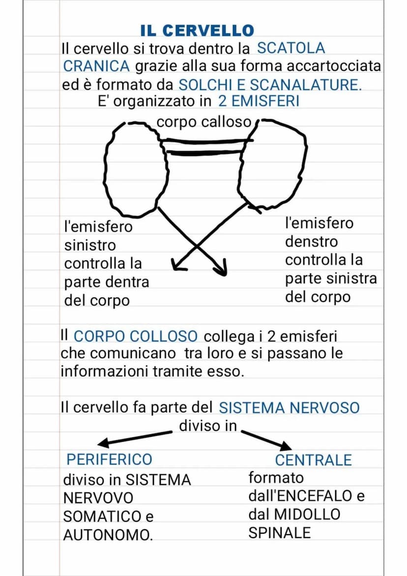 LA PERCEZIONE
La PERCEZIONE è uno dei processi
cognitivi della mente umana che permette di
scoprire l'ambiente. Noi percepiamo
attraverso gl