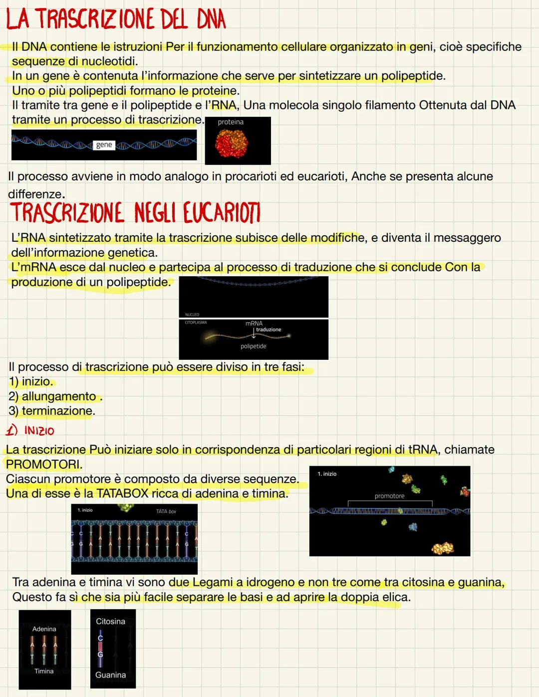 # LA TRASCRIZIONE DEL DNA

II DNA contiene le istruzioni Per il funzionamento cellulare organizzato in geni, cioè specifiche
sequenze di nuc