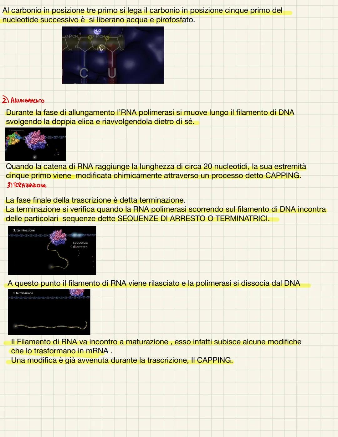 # LA TRASCRIZIONE DEL DNA

II DNA contiene le istruzioni Per il funzionamento cellulare organizzato in geni, cioè specifiche
sequenze di nuc
