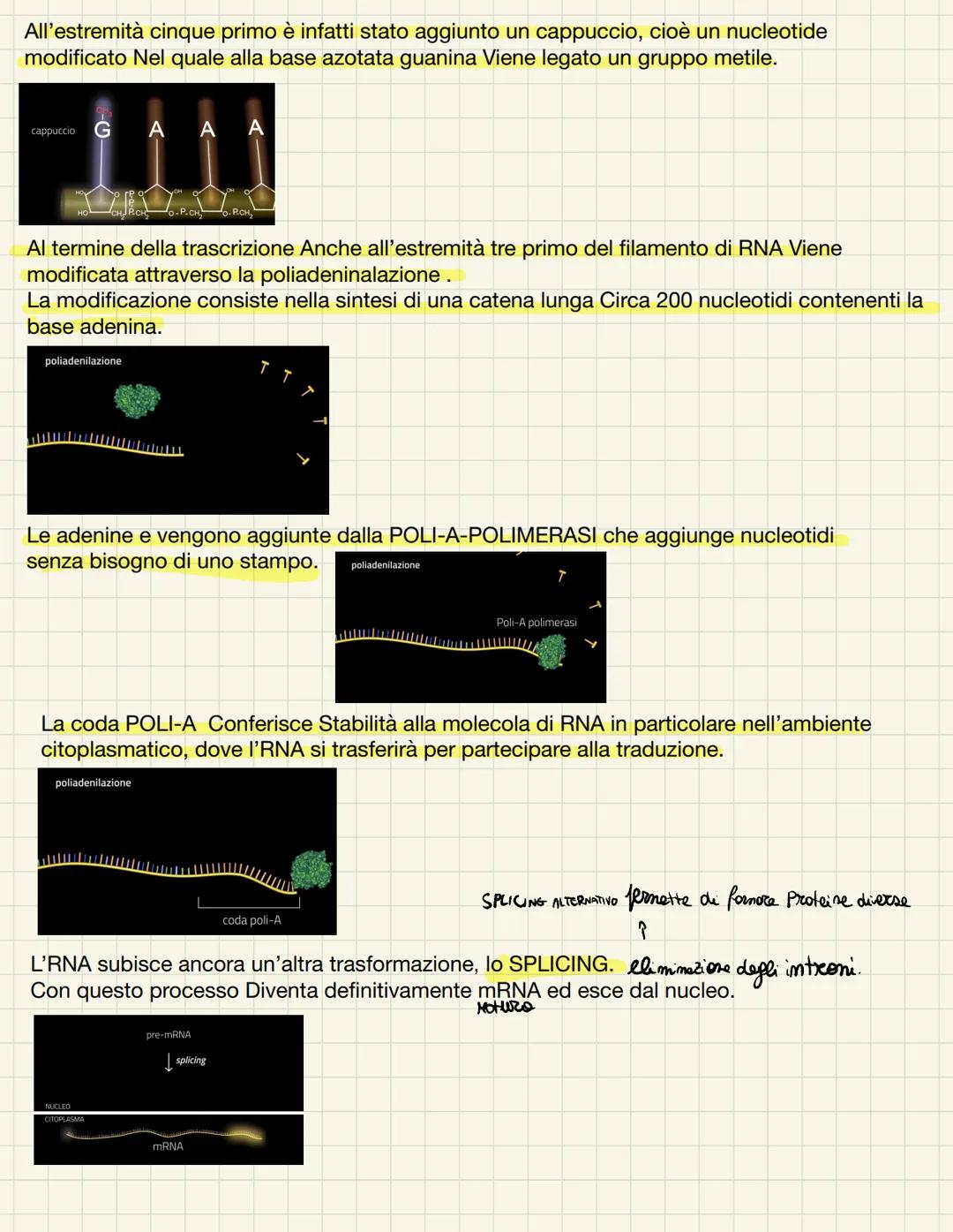 # LA TRASCRIZIONE DEL DNA

II DNA contiene le istruzioni Per il funzionamento cellulare organizzato in geni, cioè specifiche
sequenze di nuc
