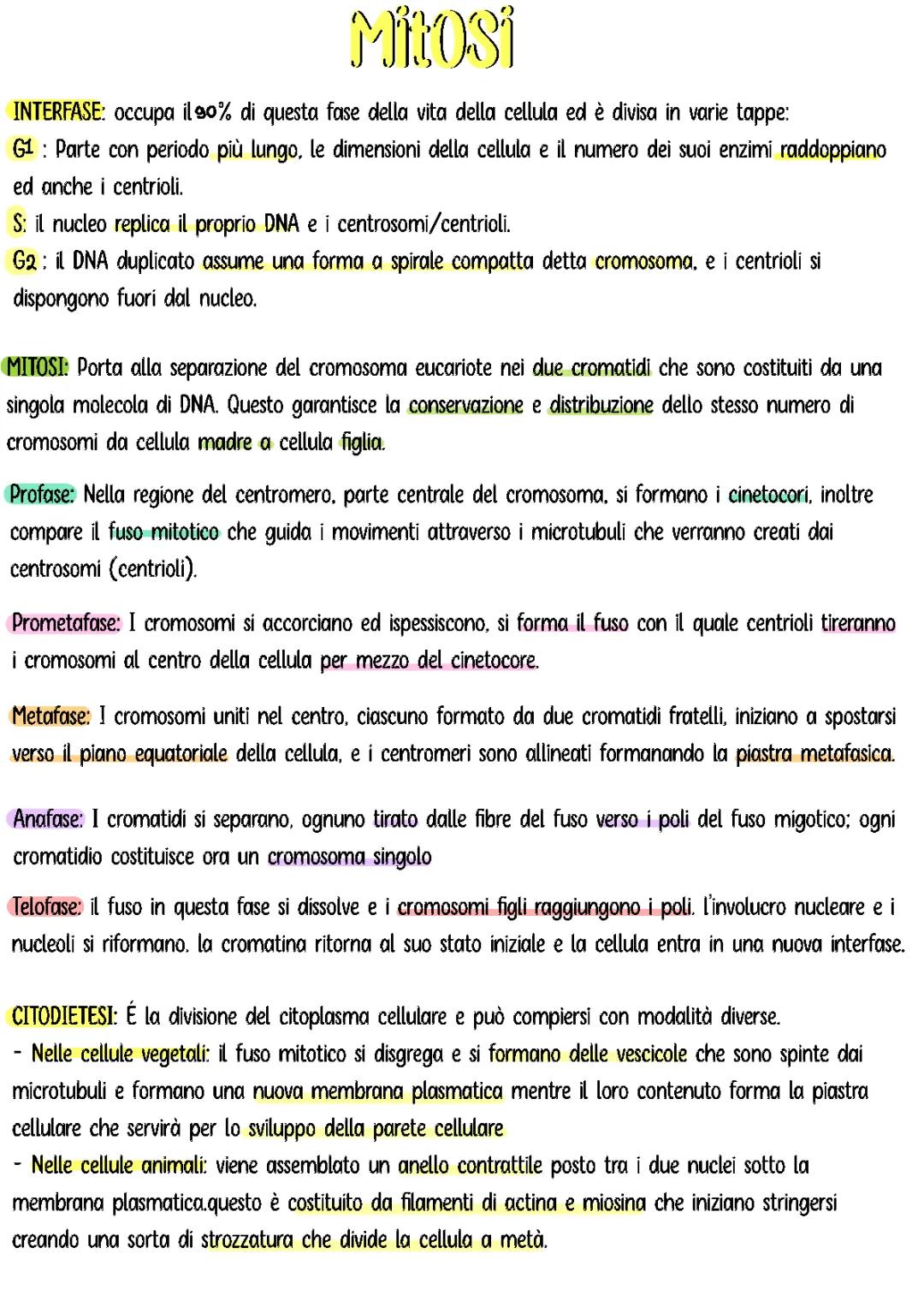 Scopri il Ciclo Cellulare e le Fasi della Mitosi