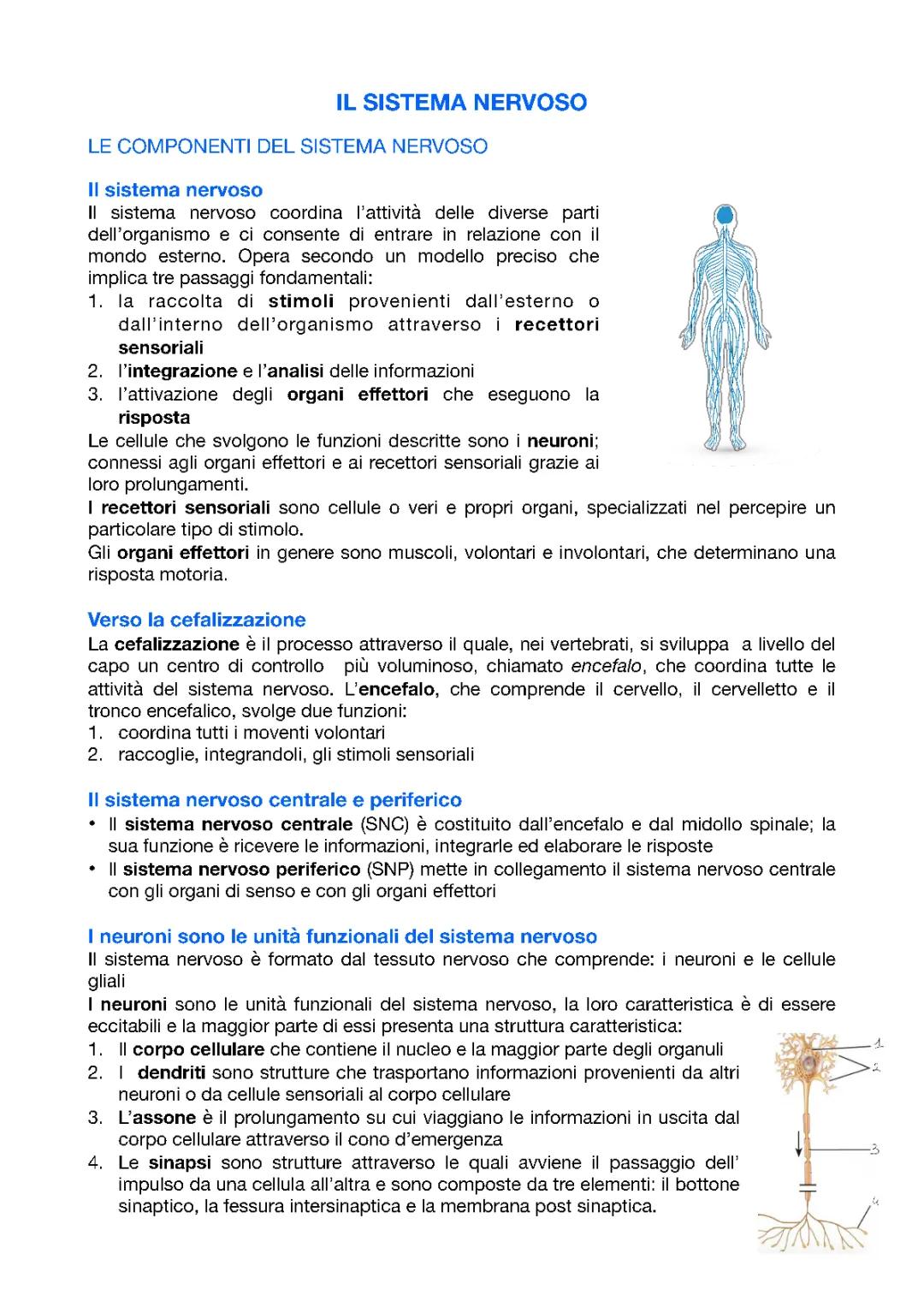 Il Sistema Nervoso Centrale: Riassunto e Funzioni