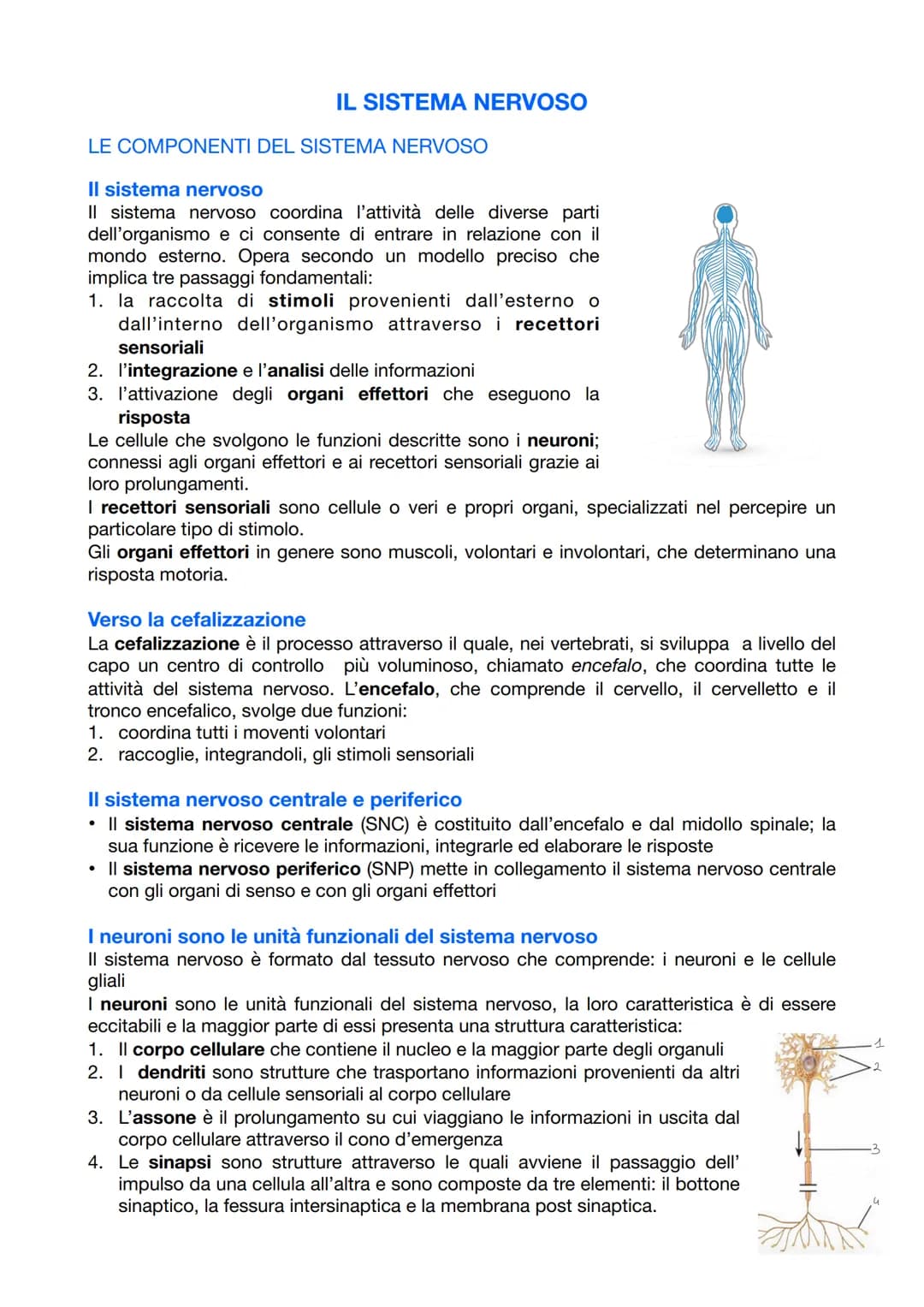 
<p>Il sistema nervoso è responsabile del coordinamento dell'attività dell'organismo e della relazione con il mondo esterno. Esso opera attr