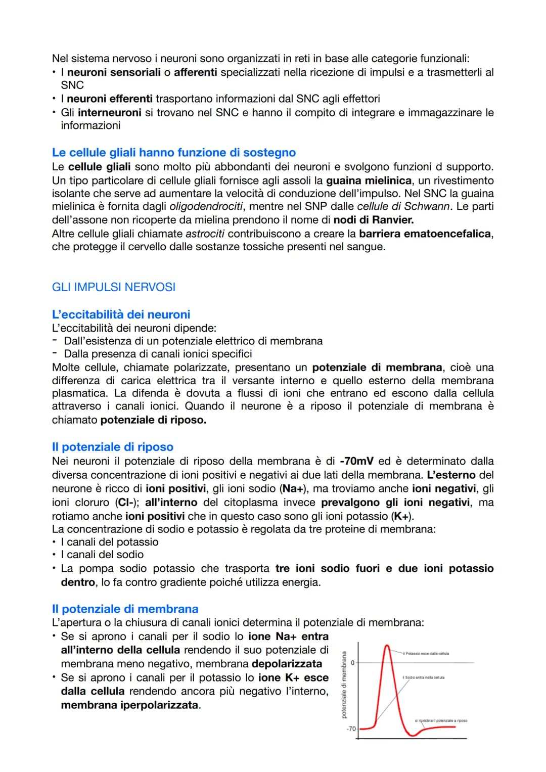 
<p>Il sistema nervoso è responsabile del coordinamento dell'attività dell'organismo e della relazione con il mondo esterno. Esso opera attr