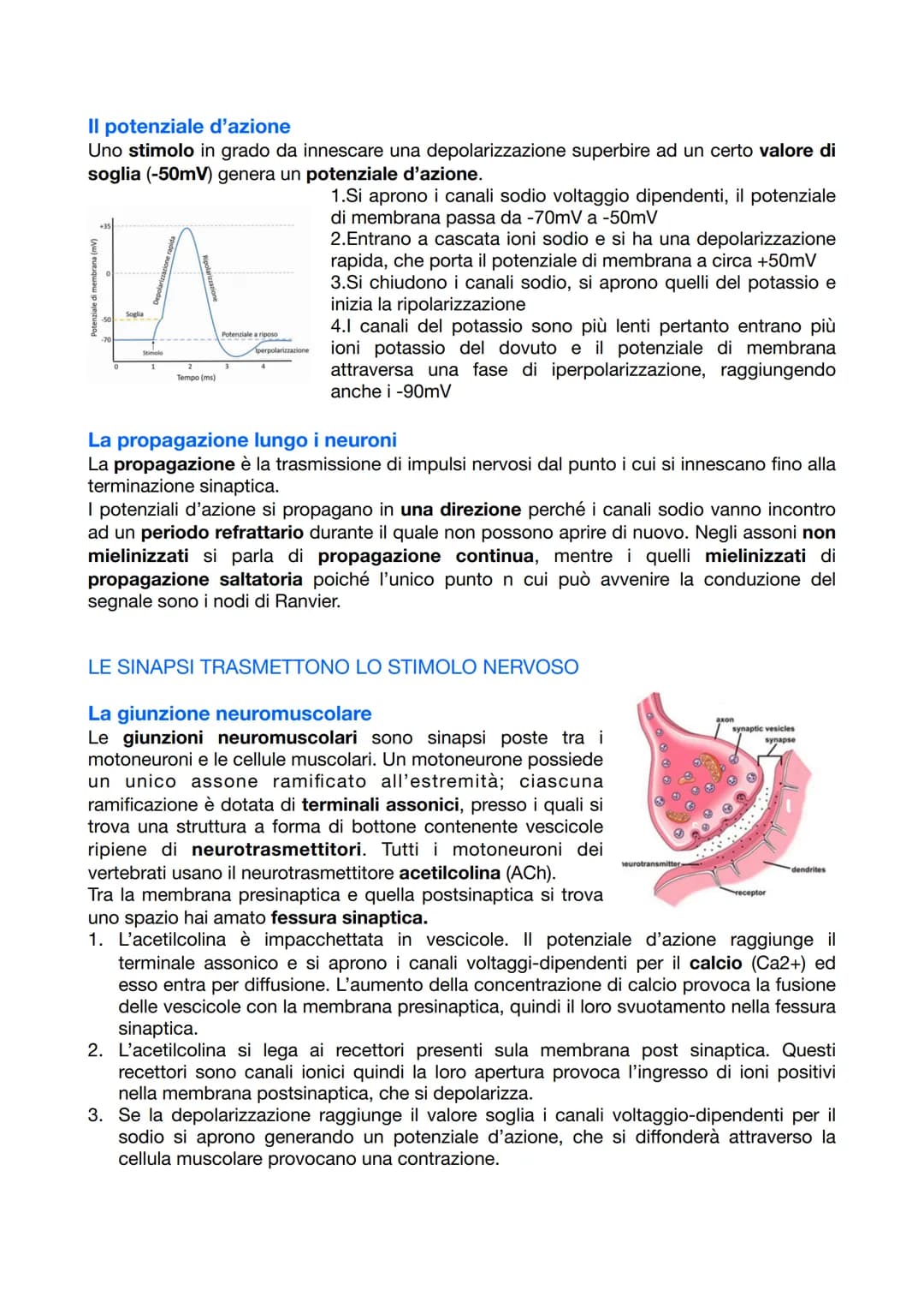 
<p>Il sistema nervoso è responsabile del coordinamento dell'attività dell'organismo e della relazione con il mondo esterno. Esso opera attr