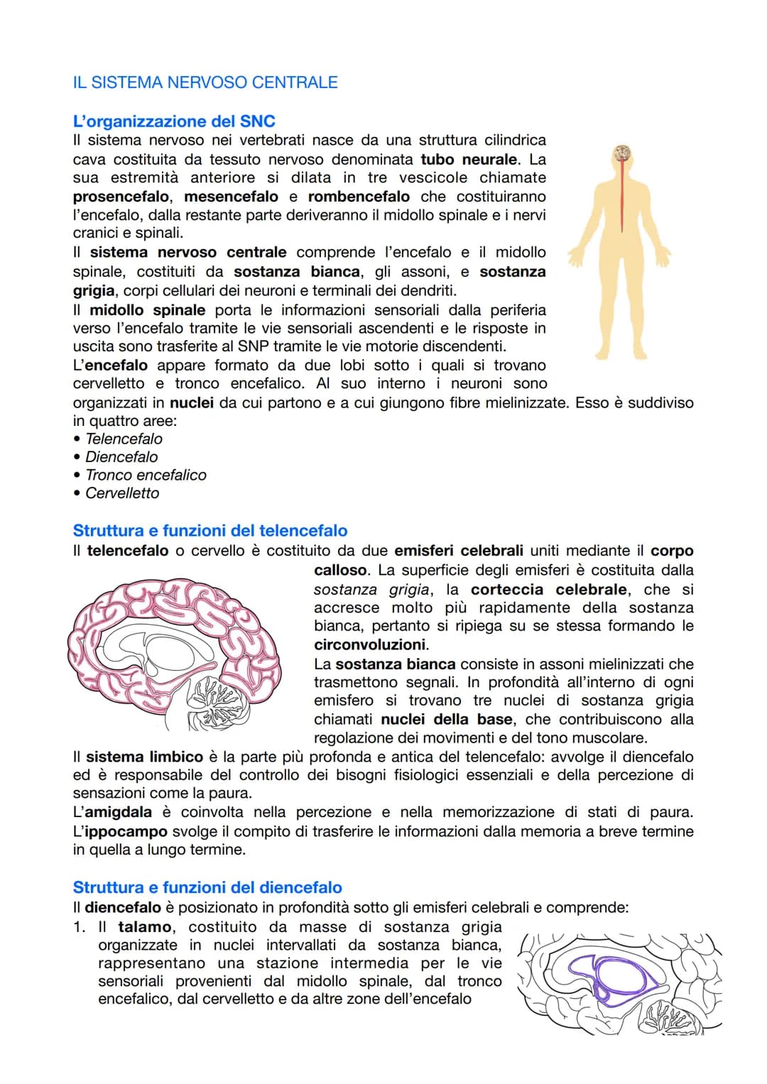 
<p>Il sistema nervoso è responsabile del coordinamento dell'attività dell'organismo e della relazione con il mondo esterno. Esso opera attr