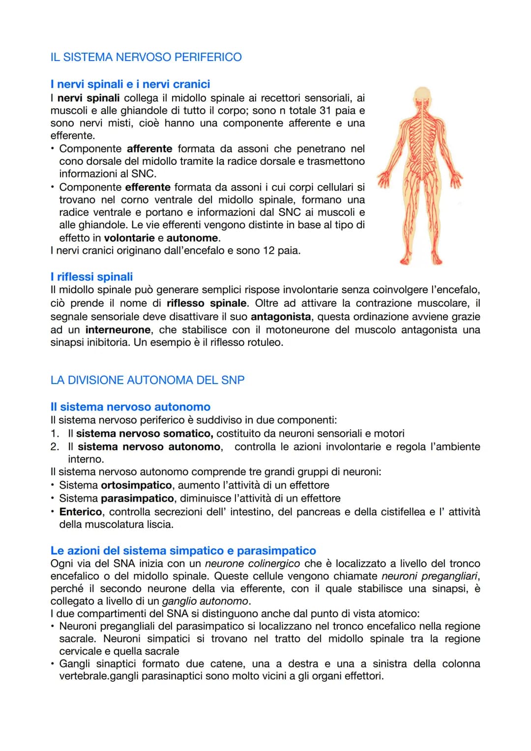 
<p>Il sistema nervoso è responsabile del coordinamento dell'attività dell'organismo e della relazione con il mondo esterno. Esso opera attr