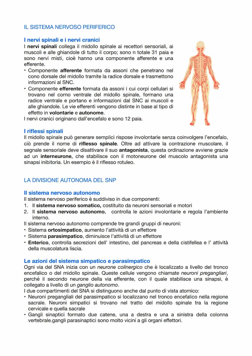 
<p>Il sistema nervoso è responsabile del coordinamento dell'attività dell'organismo e della relazione con il mondo esterno. Esso opera attr