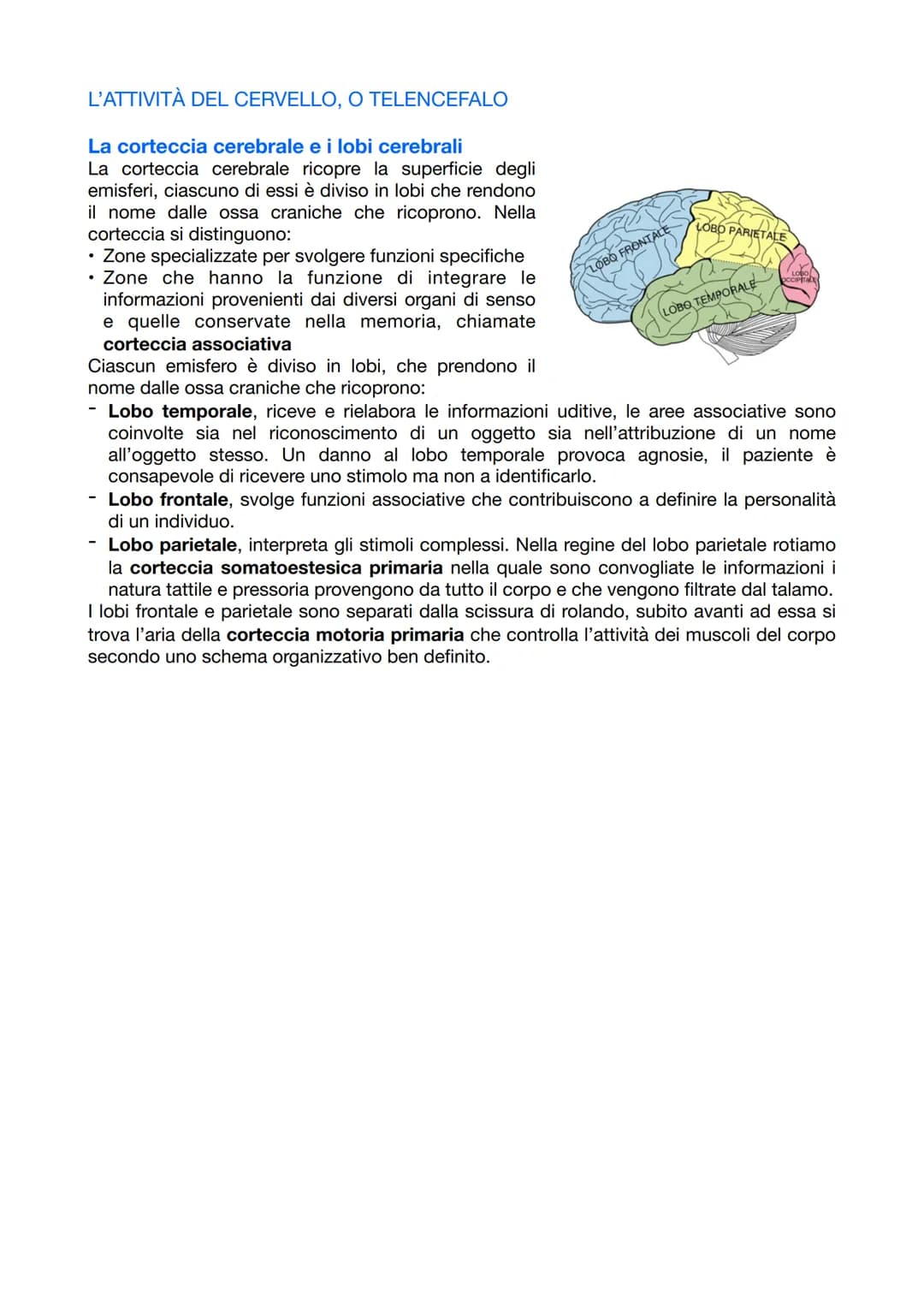 
<p>Il sistema nervoso è responsabile del coordinamento dell'attività dell'organismo e della relazione con il mondo esterno. Esso opera attr