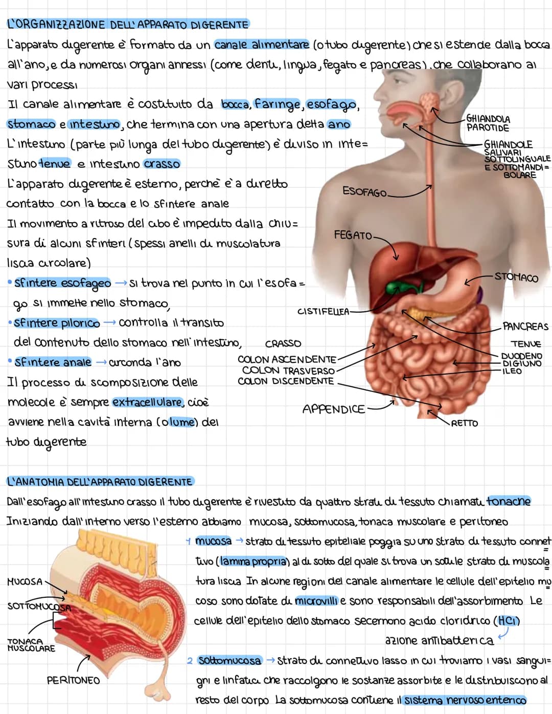 L'organissazione dell'apparates digerente
DAL CIBO AI NUTRIENTI
L'apparato digerente fornisce all'organismo futu i nutrienti di cui ha bisog