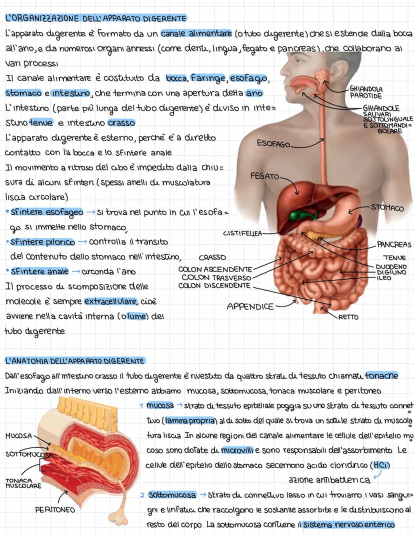 L'organissazione dell'apparates digerente
DAL CIBO AI NUTRIENTI
L'apparato digerente fornisce all'organismo futu i nutrienti di cui ha bisog