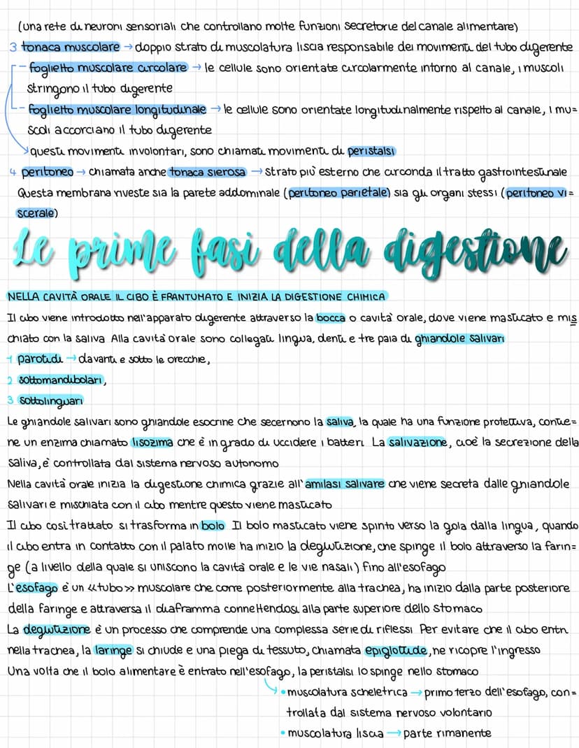 L'organissazione dell'apparates digerente
DAL CIBO AI NUTRIENTI
L'apparato digerente fornisce all'organismo futu i nutrienti di cui ha bisog