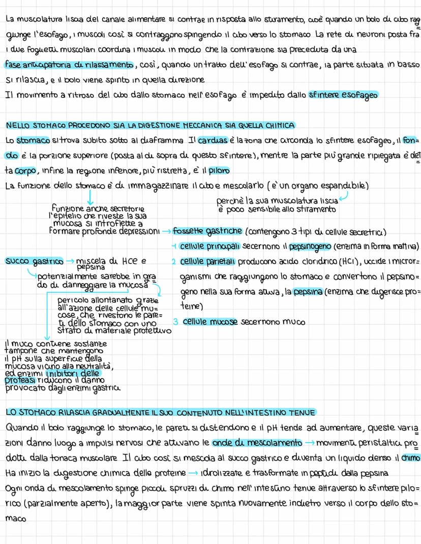 L'organissazione dell'apparates digerente
DAL CIBO AI NUTRIENTI
L'apparato digerente fornisce all'organismo futu i nutrienti di cui ha bisog