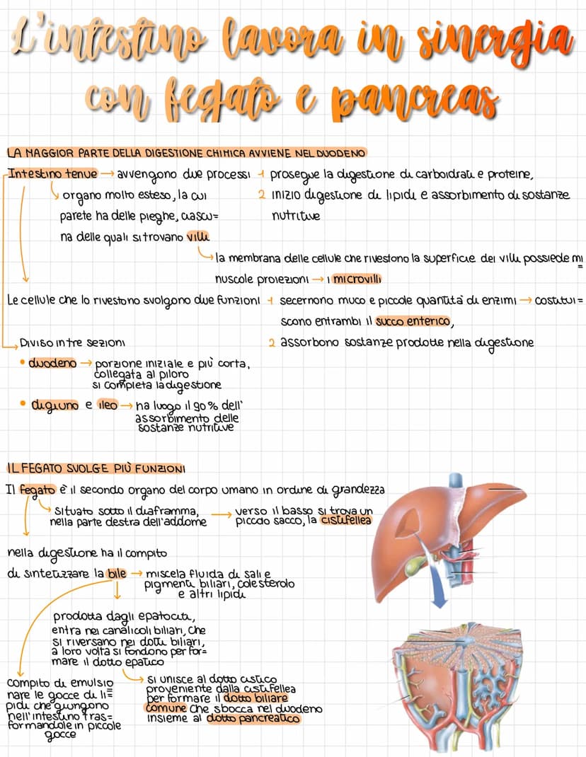 L'organissazione dell'apparates digerente
DAL CIBO AI NUTRIENTI
L'apparato digerente fornisce all'organismo futu i nutrienti di cui ha bisog